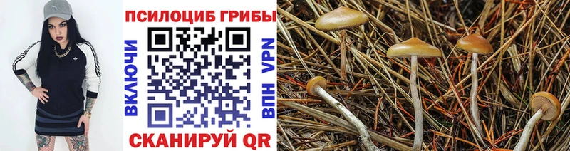 кракен ONION  Калачинск  сайты даркнета формула  закладка  Псилоцибиновые грибы Psilocybine cubensis 